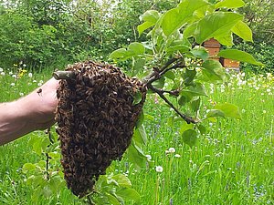 Bienenschwarm am Ast